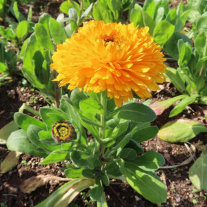 キンセンカの金盞花を撮影した花写真