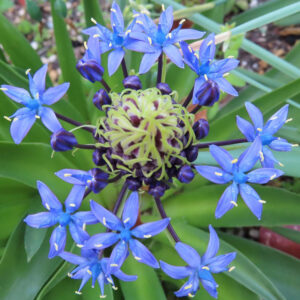 シラーペルビアナの青い星形の花が放射状に咲く姿を上から撮影した写真