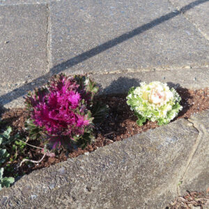 ハボタン（葉牡丹）の寄せ植えを歩道脇で撮影した写真｜紫色と白色のフリル状の葉が対比する冬の花壇の景観