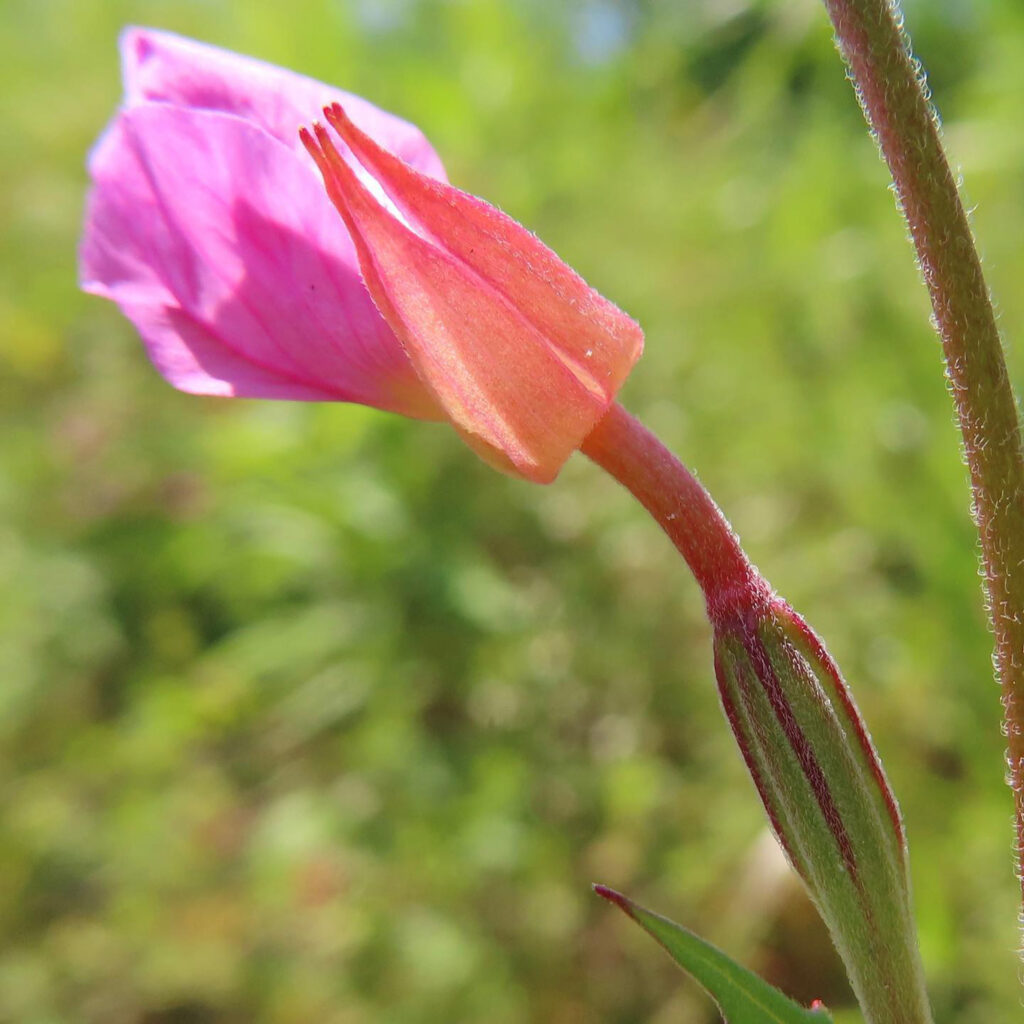 ユウゲショウがピンク色の花を咲かせています