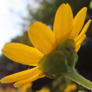 メランポジウムの花を横から逆光で撮影した写真｜光を透かす黄色い花びらと緑のガクが印象的な自然構図
