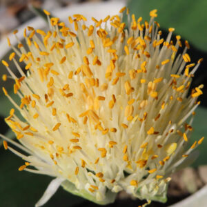 マユハケオモトの花を近接撮影｜黄色いおしべが密集した特徴的な花｜日本の秋の花