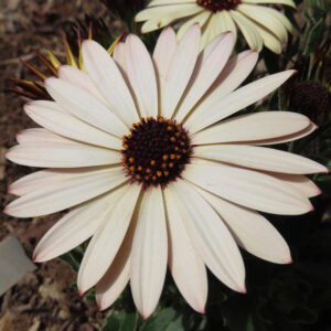 オステオスペルマムのアフリカンデージーを撮影した花写真