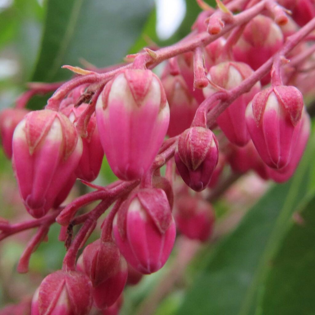 アセビがピンク色の花を咲かせています