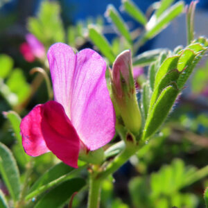 カラスノエンドウの黒く熟す豆と矢筈豌豆を撮影した花写真