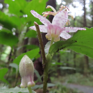 森の林床で咲くホトトギスの花と蕾を下から見上げる角度で撮影した写真