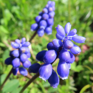 ムスカリの青紫の房花を撮影した花写真