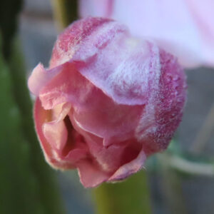シュウメイギクのつぼみを接写した写真。淡いピンク色の花弁が開き始め、表面に白い産毛が見える秋明菊の蕾を自然光で捉えたマクロ構図。