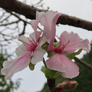 ジュウガツザクラ（十月桜）の淡いピンクの花が2輪並んで咲く様子を横向き構図で接写した写真。花弁が風に揺れるように反り、赤みのある花芯と黄色い雄しべ、緑の萼と枝が冬空を背景にやさしく浮かび上がる。