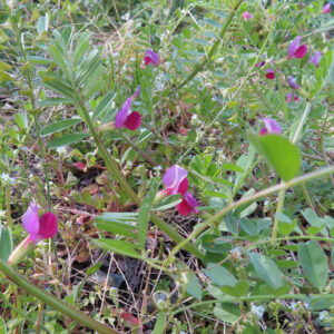 カラスノエンドウの黒く熟す豆と矢筈豌豆を撮影した花写真
