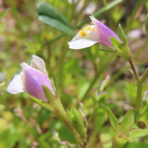 トキワハゼの群生を側面から撮影した接写写真｜薄紫と白の小花が茎の先に並んで咲く春の野草