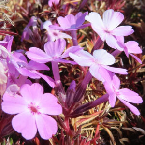 シバザクラの芝のように広がる春の花じゅうたんを撮影した花写真