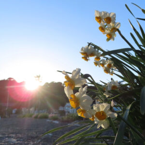 スイセンのナルキッソスを撮影した花写真