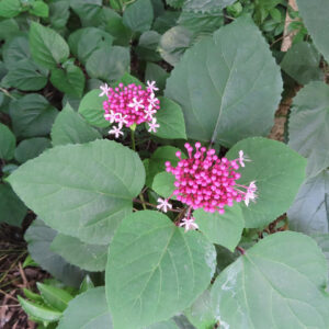 ボタンクサギの株を撮影した無料写真｜緑の大きな葉の中に鮮やかなピンク色の花房が映える姿