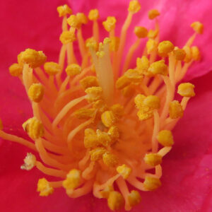 サザンカの花の中心部を極接写したマクロ写真。鮮やかなピンク色の花弁に囲まれ、細長い雄しべが放射状に立ち上がり、先端の黄色い花粉の粒状感まで鮮明に写っている構図。