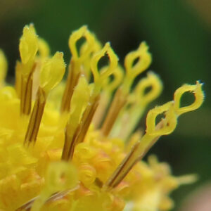 コヨメナの淡紫色の野菊を撮影した花写真