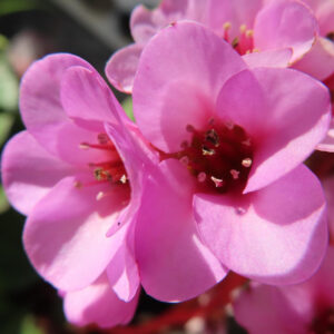 ヒマラヤユキノシタの雪の下で咲く早春花を撮影した花写真