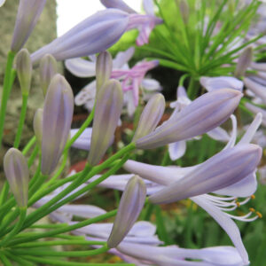 アガパンサスのつぼみを横から撮影した写真。淡い紫色のつぼみが細長く伸び、背景に緑の葉と他の花房が柔らかくぼけて映る初夏の風景