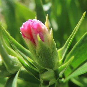 ナデシコの秋の七草を撮影した花写真