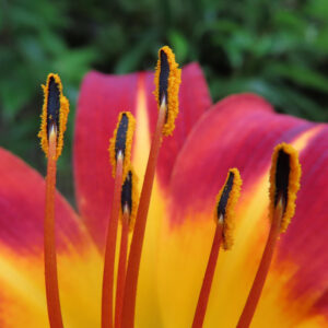 ノカンゾウの花の雄しべをクローズアップ撮影