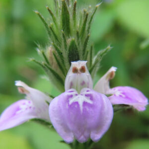 キツネノマゴの花を正面から接写した写真｜白い星形模様が入る薄紫色の下唇弁が特徴的で苞葉が立ち上がる花序