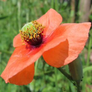 ナガミヒナゲシのオレンジ色の花を横からアップで撮影した写真｜中央の緑色の子房と黄色い花粉が鮮明に見える春の野草
