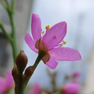 青空を背景に横から撮影したハゼランの花の無料写真素材