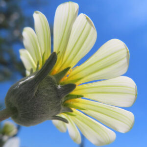 青空を背景に、白いガザニアの花を裏側から見上げて撮影した接写写真。透ける花びらの質感と柔らかな光が印象的