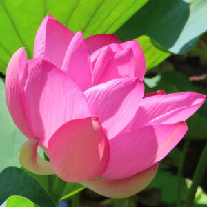 鮮やかなピンク色のハスの花が太陽光に照らされて咲く姿の接写写真