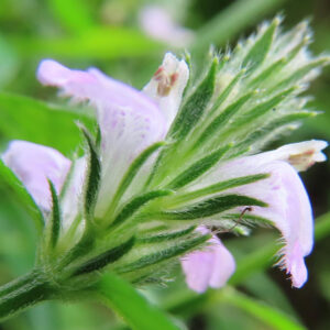 キツネノマゴの横向きに咲く薄紫色の花を接写した写真｜緑の苞葉に包まれた細長い花冠が特徴