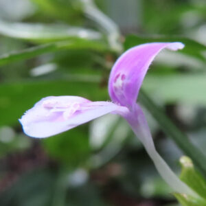ハグロソウの花の接写写真｜紫色と淡いピンクの花弁が広がる繊細な姿