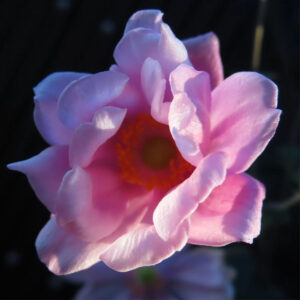 シュウメイギク（秋明菊）の八重咲きの花を正面から捉えた接写写真。淡いピンク色の花びらが幾重にも重なり、中央の橙色を帯びた花芯が暗い背景に浮かび上がる構図。