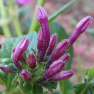 ペンタスの細長い濃いピンク色の花芽が放射状に立ち上がり、表面の白い産毛まで見える状態をマクロで捉えた写真、緑の萼と茎、背景が柔らかくぼけた構図