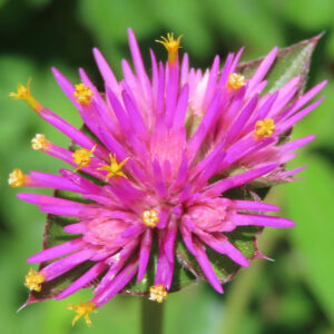 黄小花が点在するセンニチコウの花を正面から接写