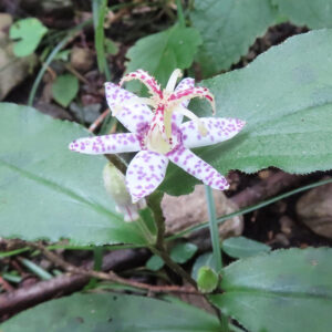 白い花びらに紫色の斑点が入ったホトトギスの花と葉と蕾を同一フレームで写した株全体の写真