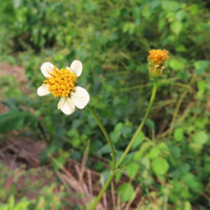 コシロノセンダングサの花とつぼみを写した写真｜細い茎の先に白い舌状花と黄色い筒状花が咲き、背景に緑の草むらがぼける自然環境での接写構図