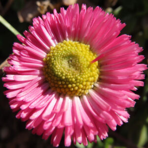 デイジーの太陽の目と呼ばれた花を撮影した花写真
