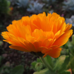 キンセンカの金盞花を撮影した花写真
