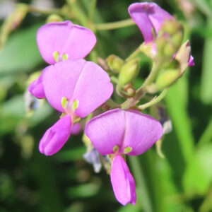 群れ咲くアレチヌスビトハギの花を捉えたクローズアップ写真