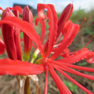 赤いヒガンバナの花を接写した写真