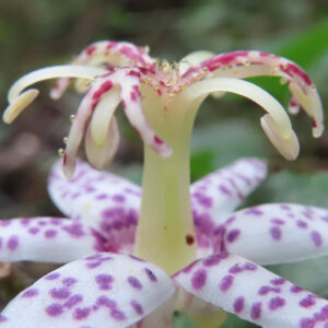 白い花びらに紫色の斑点が入ったホトトギスの花を横方向から寄りで撮影した接写写真