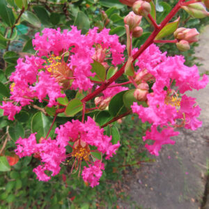 鮮やかなピンクのサルスベリの花房が咲き誇る写真、黄色い雄しべと緑の葉が美しく映える夏の風景