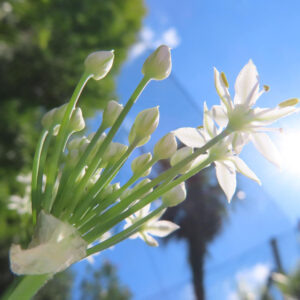 青空を背景にニラの白い花と蕾を下から見上げて撮影した写真｜星形の花弁と伸びる花茎が際立つニラの花のローアングル構図