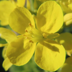花粉をまとったナノハナの花弁を接写したリアルな接近写真
