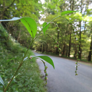林道脇に咲くヤナギタデのつぼみと葉を接写した写真