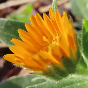 ヒメキンセンカの冬知らずの橙花を撮影した花写真