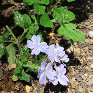 日本で株全体と淡紫のバーベナ花房を地表で撮影