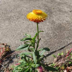 ムギワラギクの帝王貝細工を撮影した花写真