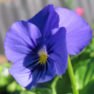 ビオラ・パンジーのもの思いの花を撮影した花写真