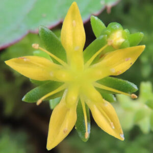 メノマンネングサの黄色い星形の花を真上から接写した写真